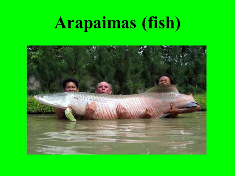 Arapaimas (fish)